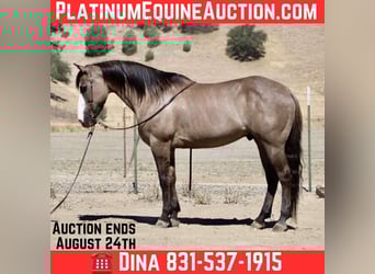 American Quarter Horse, Wallach, 9 Jahre, 147 cm, Grullo