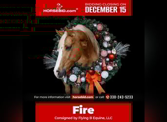 American Quarter Horse, Wallach, 9 Jahre, 147 cm, Palomino