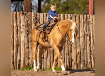 American Quarter Horse, Wallach, 9 Jahre, 147 cm, Palomino