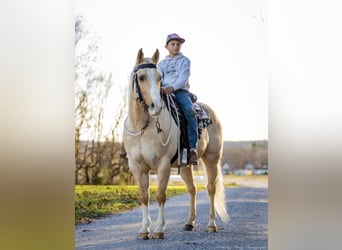 American Quarter Horse, Wallach, 9 Jahre, 147 cm, Palomino