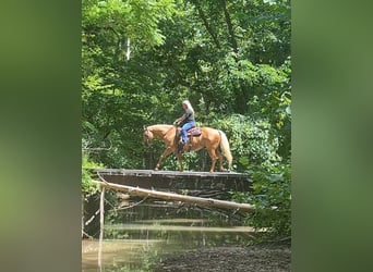 American Quarter Horse, Wallach, 9 Jahre, 147 cm, Palomino