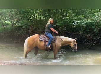 American Quarter Horse, Wallach, 9 Jahre, 147 cm, Palomino