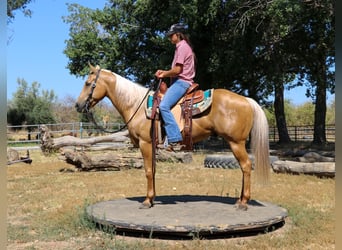 American Quarter Horse, Wallach, 9 Jahre, 147 cm, Palomino