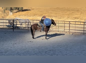 American Quarter Horse, Wallach, 9 Jahre, 147 cm, Roan-Bay