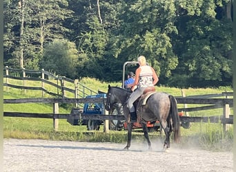 American Quarter Horse, Wallach, 9 Jahre, 147 cm, Roan-Blue
