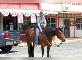 American Quarter Horse, Wallach, 9 Jahre, 147 cm, Rotbrauner