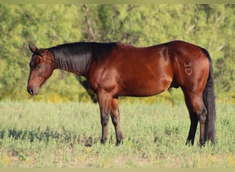 American Quarter Horse, Wallach, 9 Jahre, 147 cm, Rotbrauner