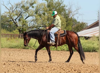 American Quarter Horse, Wallach, 9 Jahre, 147 cm, Rotbrauner