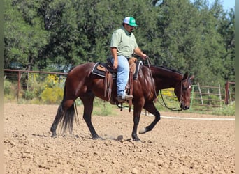 American Quarter Horse, Wallach, 9 Jahre, 147 cm, Rotbrauner