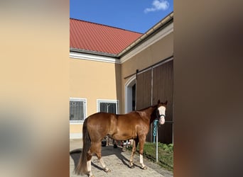 American Quarter Horse, Wallach, 9 Jahre, 149 cm, Fuchs