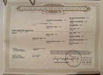 American Quarter Horse, Wallach, 9 Jahre, 149 cm, Red Dun