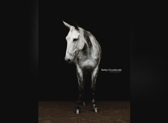 American Quarter Horse, Wallach, 9 Jahre, 150 cm, Apfelschimmel