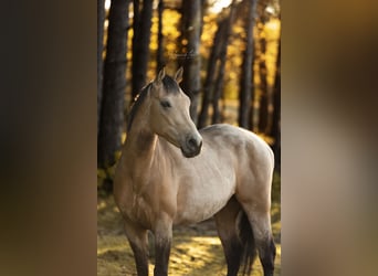 American Quarter Horse, Wallach, 9 Jahre, 150 cm, Buckskin