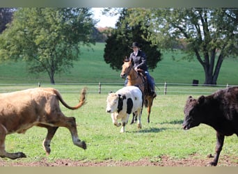 American Quarter Horse, Wallach, 9 Jahre, 150 cm, Buckskin