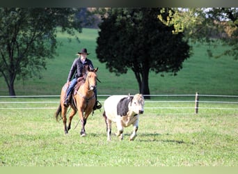American Quarter Horse, Wallach, 9 Jahre, 150 cm, Buckskin