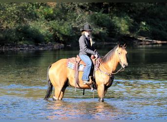 American Quarter Horse, Wallach, 9 Jahre, 150 cm, Buckskin
