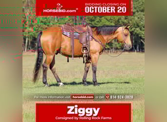 American Quarter Horse, Wallach, 9 Jahre, 150 cm, Buckskin