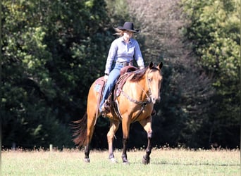American Quarter Horse, Wallach, 9 Jahre, 150 cm, Buckskin