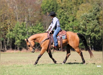 American Quarter Horse, Wallach, 9 Jahre, 150 cm, Buckskin