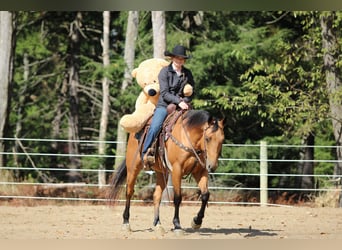 American Quarter Horse, Wallach, 9 Jahre, 150 cm, Buckskin