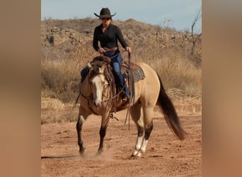 American Quarter Horse, Wallach, 9 Jahre, 150 cm, Buckskin
