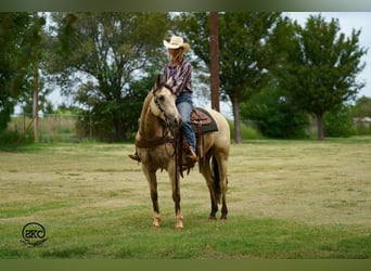American Quarter Horse, Wallach, 9 Jahre, 150 cm, Buckskin
