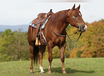 American Quarter Horse, Wallach, 9 Jahre, 150 cm, Dunkelfuchs
