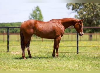 American Quarter Horse, Wallach, 9 Jahre, 150 cm, Dunkelfuchs