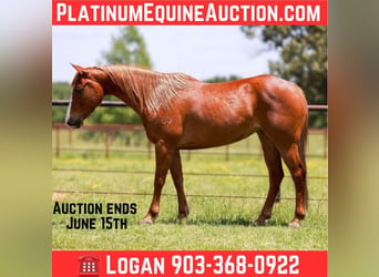 American Quarter Horse, Wallach, 9 Jahre, 150 cm, Dunkelfuchs