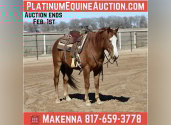 American Quarter Horse, Wallach, 9 Jahre, 150 cm, Dunkelfuchs