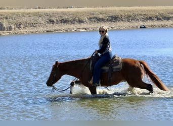 American Quarter Horse, Wallach, 9 Jahre, 150 cm, Dunkelfuchs