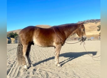 American Quarter Horse, Wallach, 9 Jahre, 150 cm, Dunkelfuchs