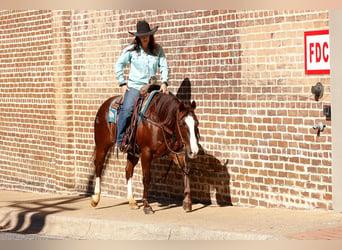 American Quarter Horse, Wallach, 9 Jahre, 150 cm, Dunkelfuchs