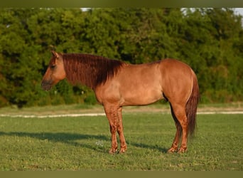 American Quarter Horse, Wallach, 9 Jahre, 150 cm, Falbe