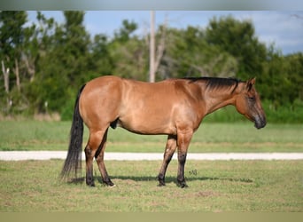 American Quarter Horse, Wallach, 9 Jahre, 150 cm, Falbe