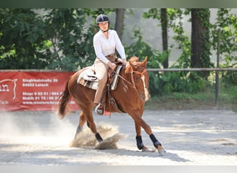American Quarter Horse, Wallach, 9 Jahre, 150 cm, Fuchs