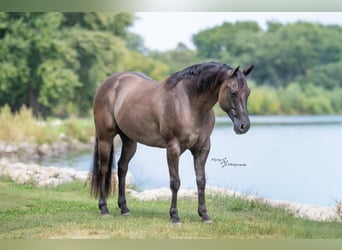 American Quarter Horse, Wallach, 9 Jahre, 150 cm, Grullo