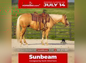 American Quarter Horse, Wallach, 9 Jahre, 150 cm, Palomino
