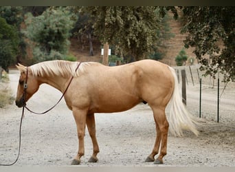 American Quarter Horse, Wallach, 9 Jahre, 150 cm, Palomino