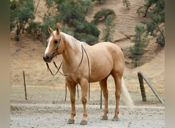 American Quarter Horse, Wallach, 9 Jahre, 150 cm, Palomino