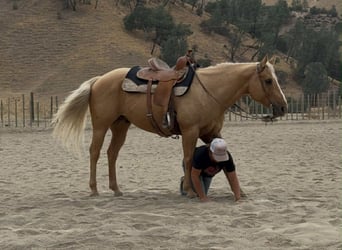 American Quarter Horse, Wallach, 9 Jahre, 150 cm, Palomino