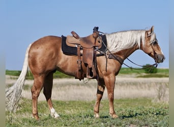 American Quarter Horse, Wallach, 9 Jahre, 150 cm, Palomino