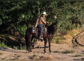 American Quarter Horse, Wallach, 9 Jahre, 150 cm, Rappe