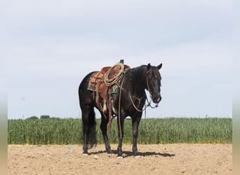 American Quarter Horse, Wallach, 9 Jahre, 150 cm, Rappe