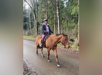 American Quarter Horse, Wallach, 9 Jahre, 150 cm, Red Dun