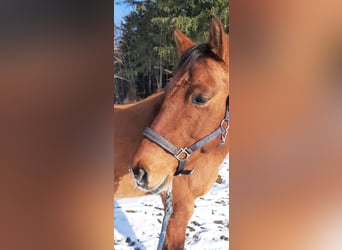 American Quarter Horse, Wallach, 9 Jahre, 150 cm, Red Dun