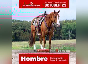American Quarter Horse, Wallach, 9 Jahre, 150 cm, Red Dun