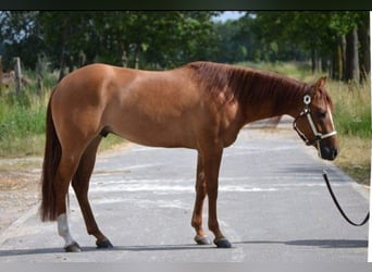 American Quarter Horse, Wallach, 9 Jahre, 150 cm, Red Dun