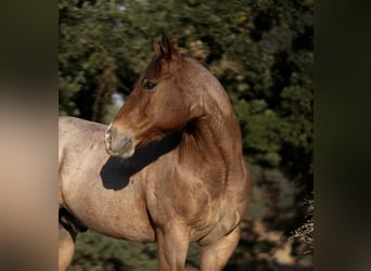 American Quarter Horse, Wallach, 9 Jahre, 150 cm, Roan-Bay