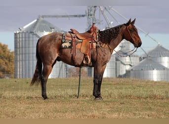 American Quarter Horse, Wallach, 9 Jahre, 150 cm, Roan-Bay